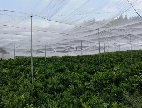 脐橙专业防虫网,脐橙防虫网厂家