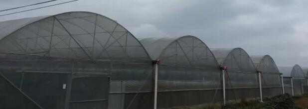 防虫网在连拱棚的应用