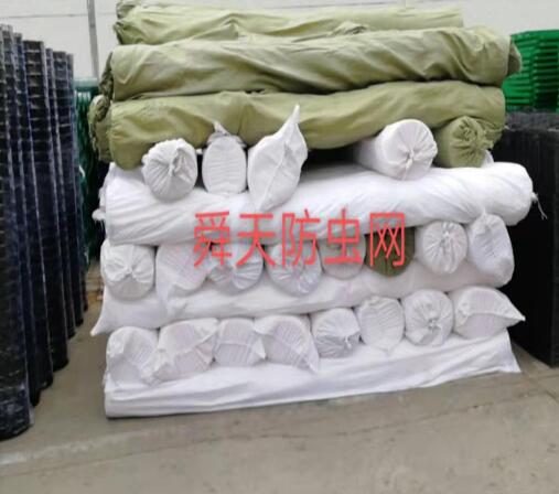 茶苗栽培使用防虫网的效果!