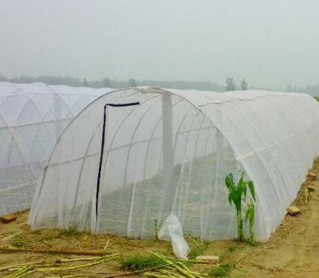 如何利用防虫网防治害虫?