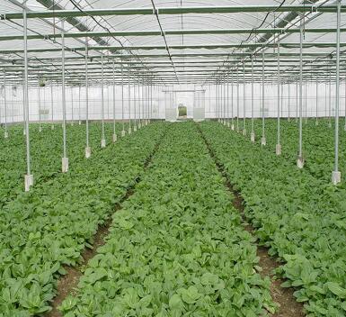 防虫网采用HDPE材料