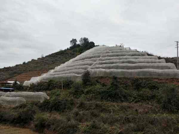 脐橙防虫网，木虱防虫网，防止黄龙病