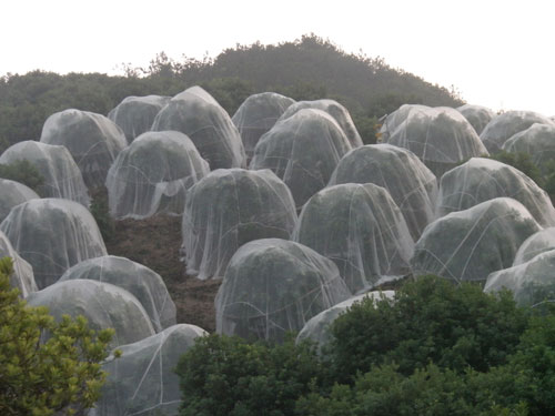 哪里生产蔬菜大棚防虫网，蔬菜大棚防虫网厂家