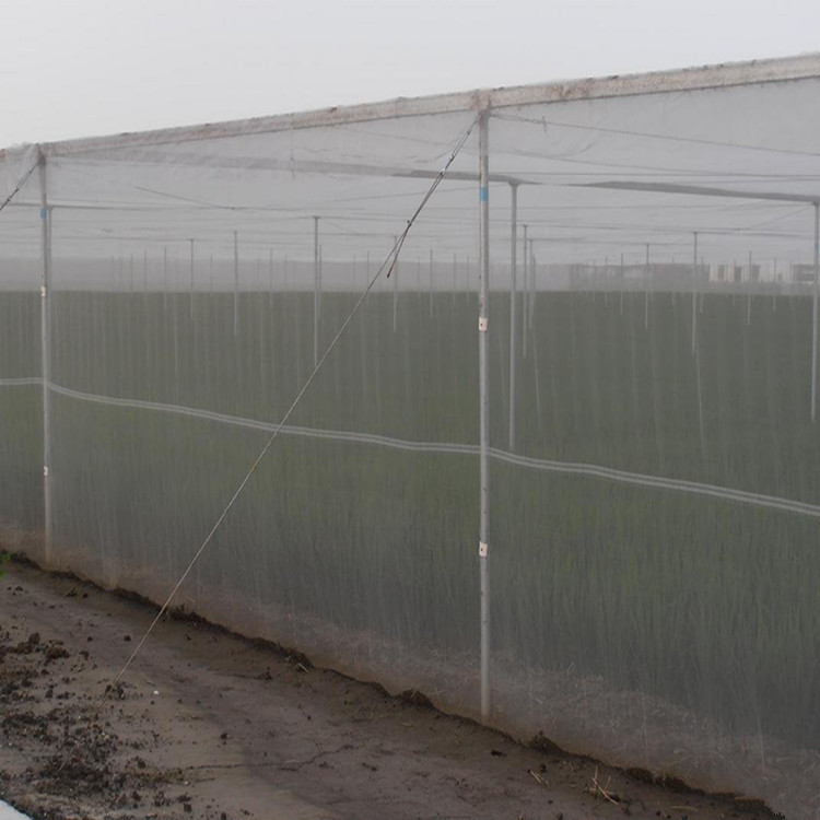 50目防虫网，60目防虫网