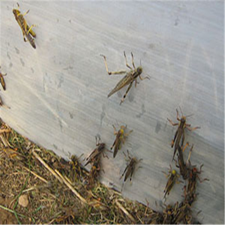 蚂蚱养殖网/蚂蚱养殖网厂家