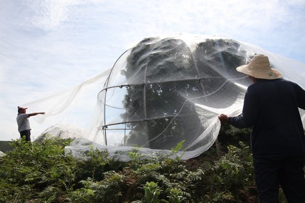 如何选择合适网孔的防虫网