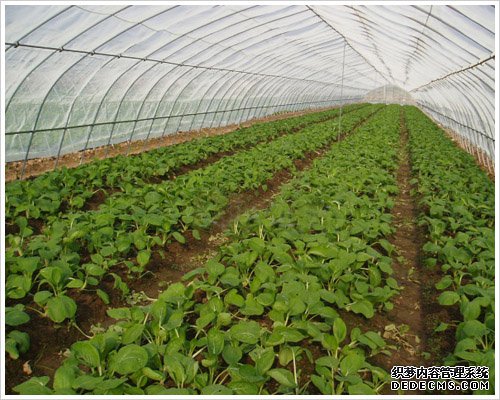 给你的植物盖上一层保护膜