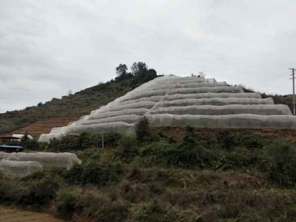 防虫网的重要性,为什么应用防虫网